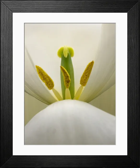 Framed Print : Inside a white tulip Framed Print : Inside a white tulip