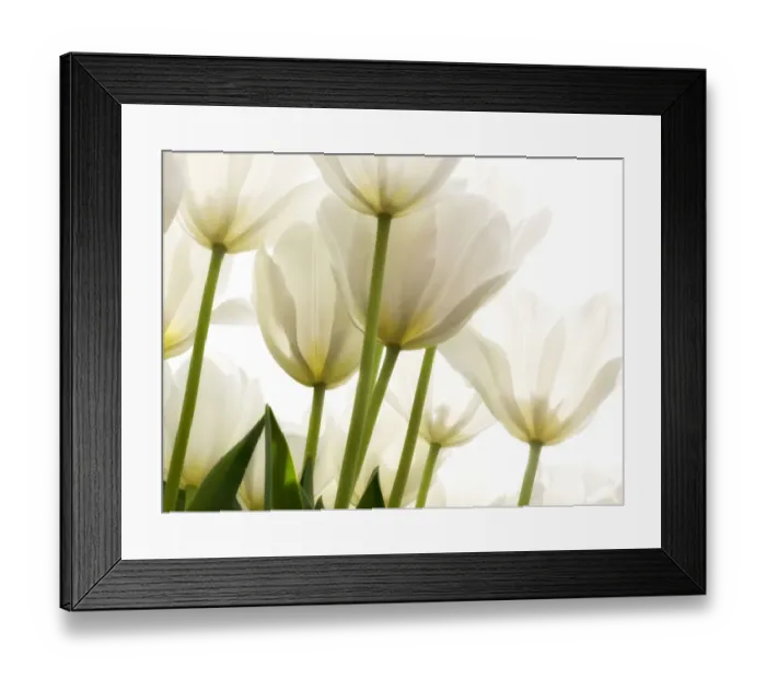 Framed Print : White tulips seen from the bottom up Framed Print : White tulips seen from the bottom up