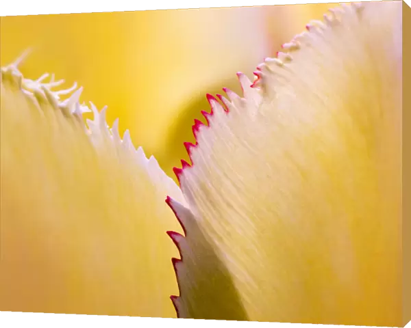 Tulip petal abstract