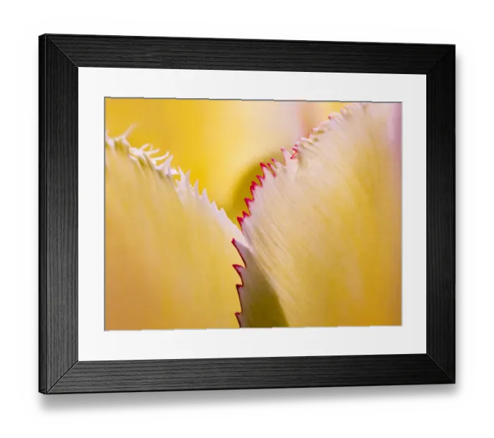 Framed Print : Tulip petal abstract Framed Print : Tulip petal abstract
