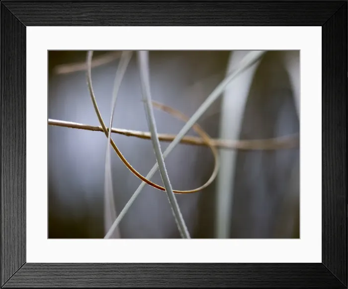 Framed Print : Dry grass abstract Framed Print : Dry grass abstract