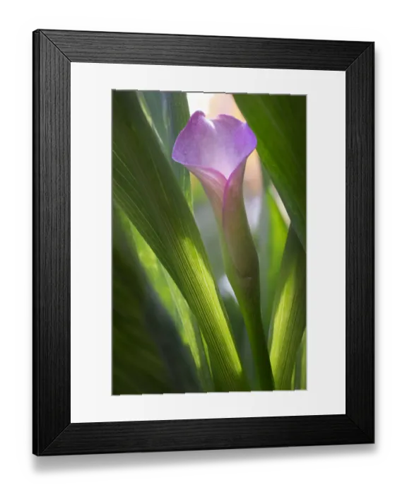 Framed Print : Pink calla lily among sun-lit foliage Framed Print : Pink calla lily among sun-lit foliage