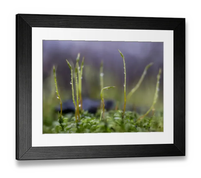 Framed Print : fresh green moss Framed Print : fresh green moss