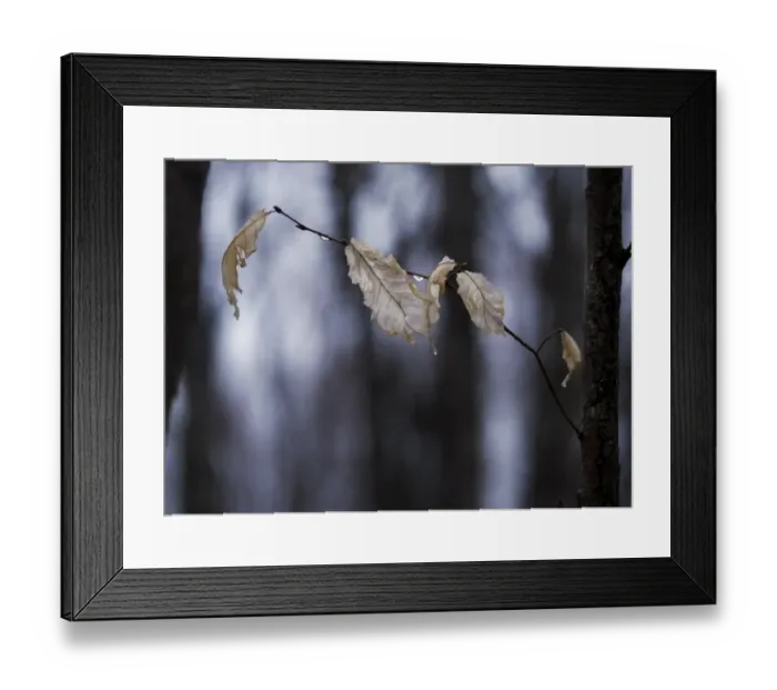 Framed Print : Dry beech leaves on a wet branch Framed Print : Dry beech leaves on a wet branch
