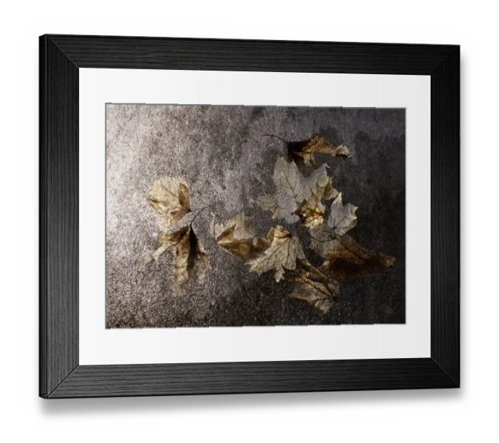Framed Print : Translucent winter bleached maple leaves Framed Print : Translucent winter bleached maple leaves