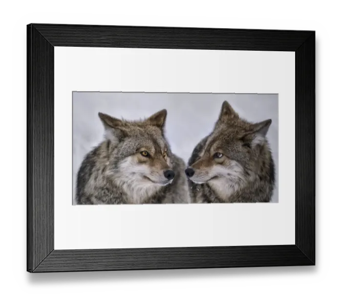 Framed Print : are you looking at me Framed Print : are you looking at me