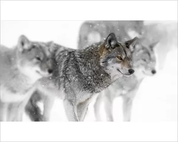 coyotes. A partially desaturated image of a group of coyotes in gently falling snow