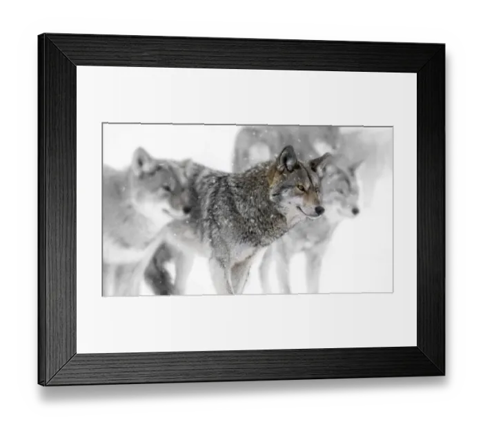 Framed Print : coyotes. A partially desaturated image of a group of coyotes in gently falling snow Framed Print : coyotes. A partially desaturated image of a group of coyotes in gently falling snow