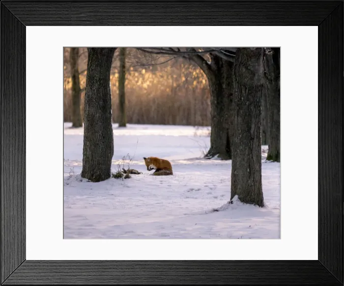 Framed Print : Fox hunt. A late afternoon scene of a red fox cleans its paw following Framed Print : Fox hunt. A late afternoon scene of a red fox cleans its paw following