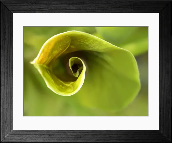 Framed Print : green leaf ear Framed Print : green leaf ear