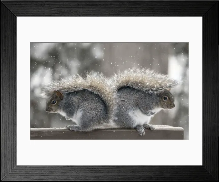 Framed Print : Back to back squirrels Framed Print : Back to back squirrels