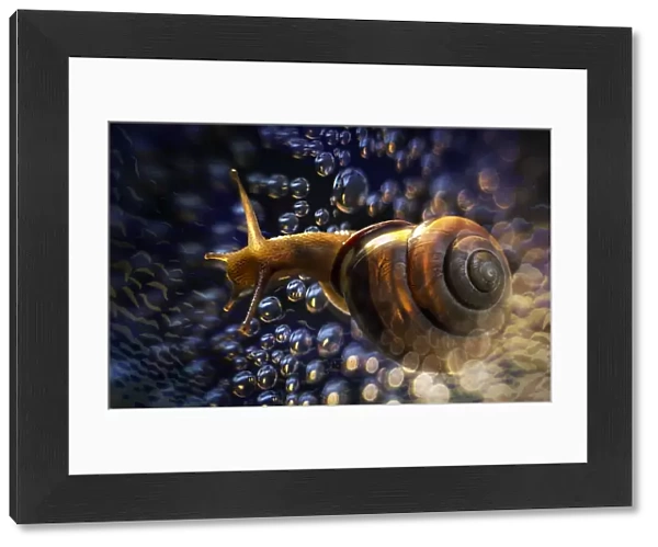 brown snail blowing bubbles