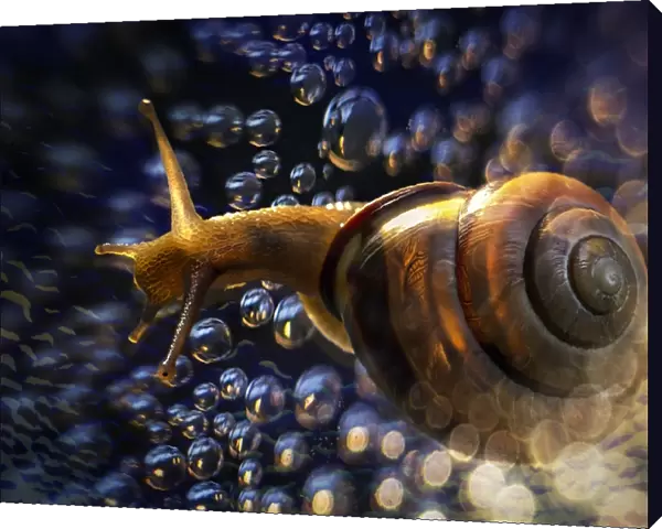 brown snail blowing bubbles