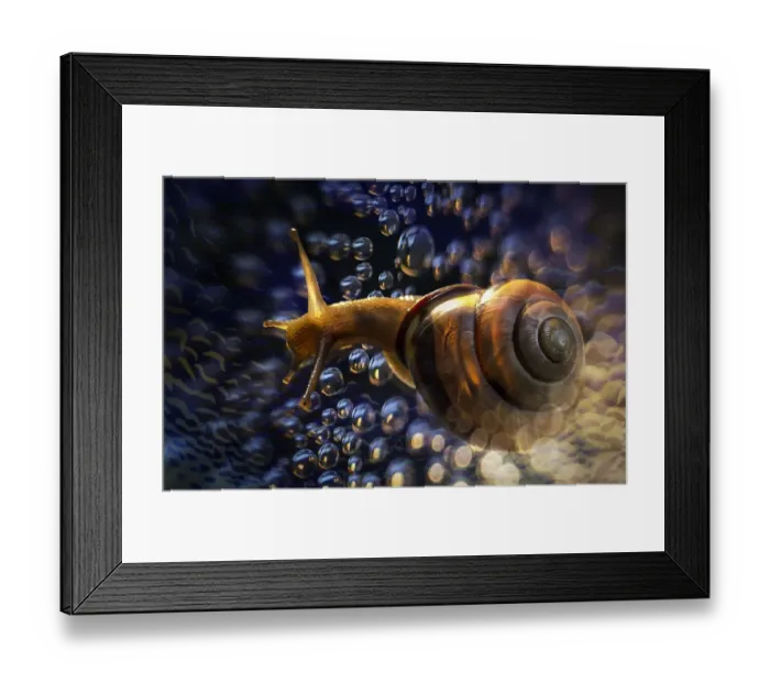 Framed Print : brown snail blowing bubbles Framed Print : brown snail blowing bubbles