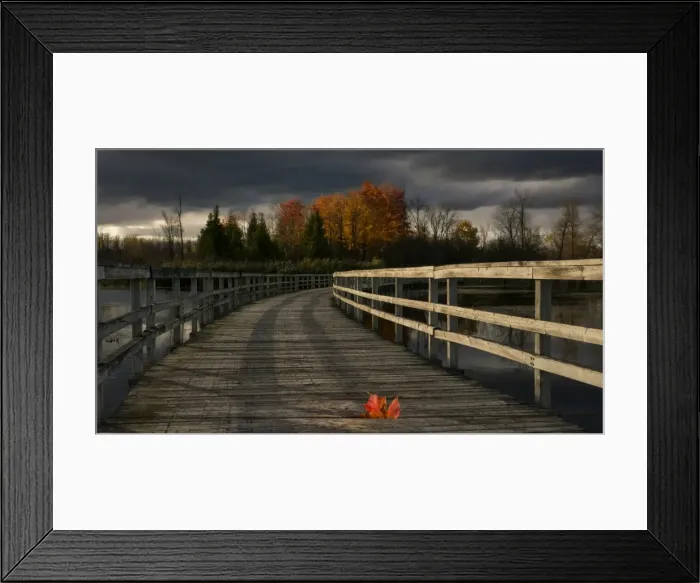 Framed Print : Red maple leaf Framed Print : Red maple leaf