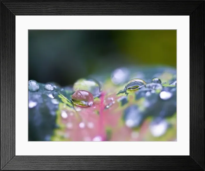 Framed Print : Water drop on a leaf Framed Print : Water drop on a leaf