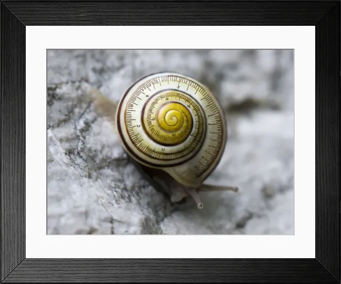 Framed Print : snail-time (is not a precise measurement) Framed Print : snail-time (is not a precise measurement)