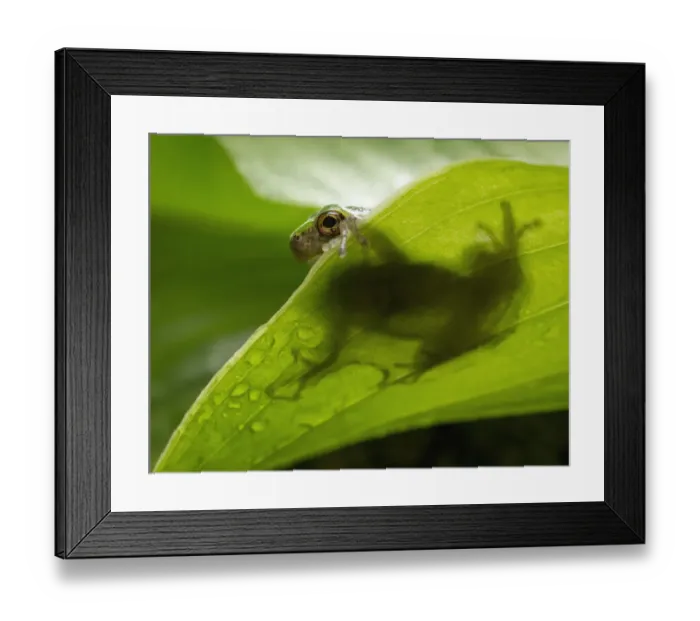 Framed Print : Grey tree frog on a leaf Framed Print : Grey tree frog on a leaf