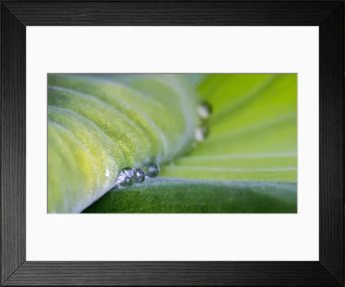 Framed Print : Rain leftovers Framed Print : Rain leftovers