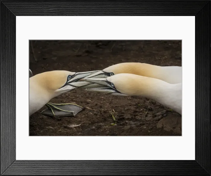 Framed Print : gannet fight Framed Print : gannet fight