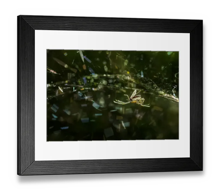 Framed Print : mosquitos nightmare Framed Print : mosquitos nightmare