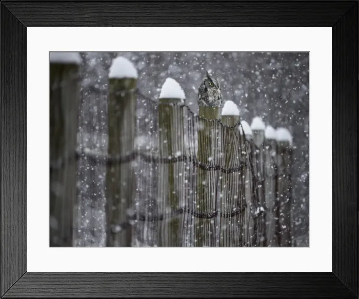 Framed Print : Fence guardian Framed Print : Fence guardian