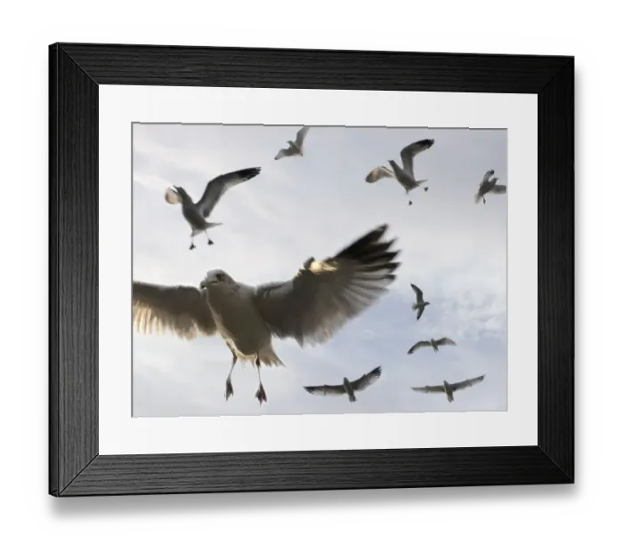Framed Print : gulls flying high Framed Print : gulls flying high