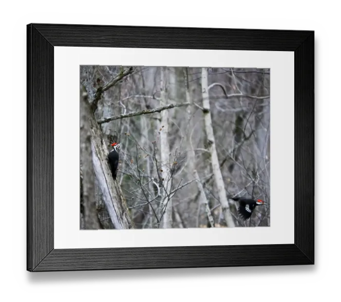 Framed Print : piliated woodpeckers Framed Print : piliated woodpeckers
