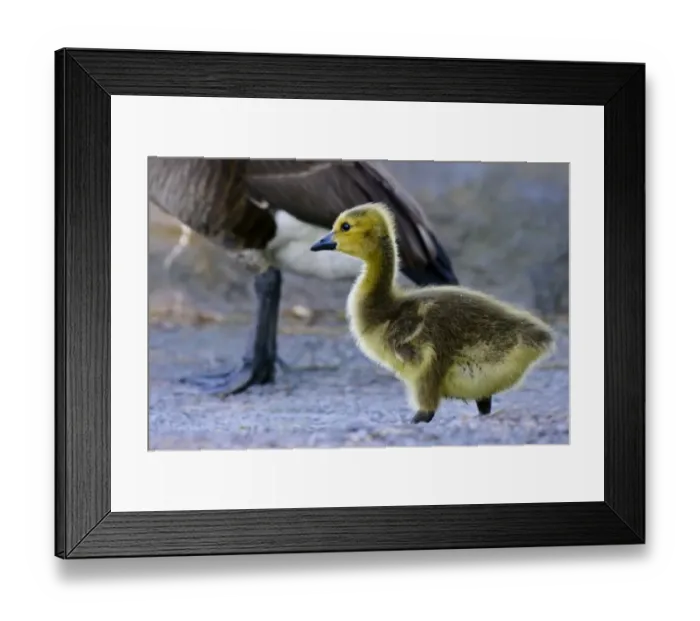 Framed Print : Yellow gees Framed Print : Yellow gees
