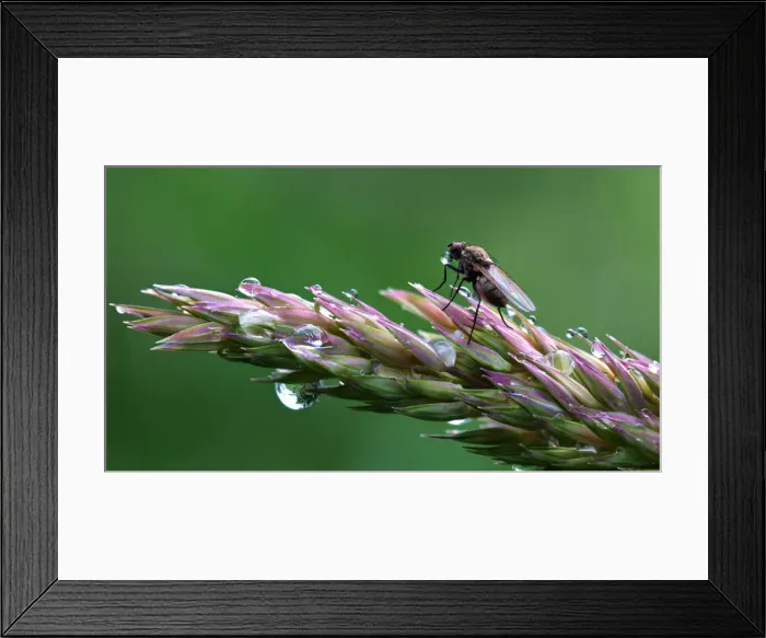 Framed Print : Tiny fly blowing bubbles Framed Print : Tiny fly blowing bubbles