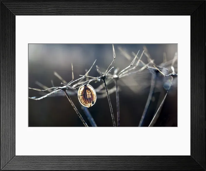 Framed Print : Queen Anns Lace weed Framed Print : Queen Anns Lace weed