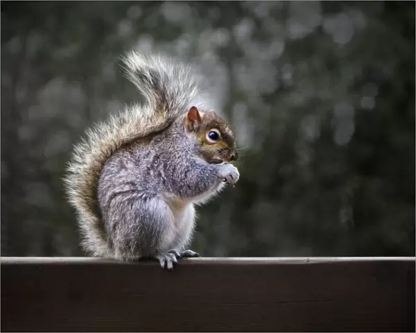 Fluffy gray squirrel