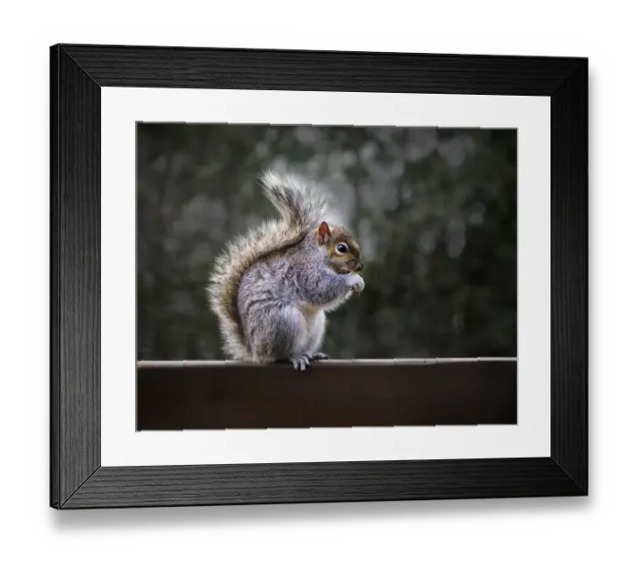 Framed Print : Fluffy gray squirrel Framed Print : Fluffy gray squirrel