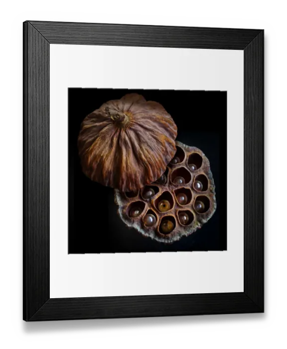 Framed Print : Lotus seed pod