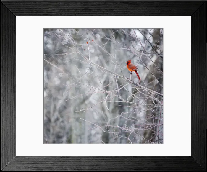Framed Print : Crimson cardinal bird Framed Print : Crimson cardinal bird