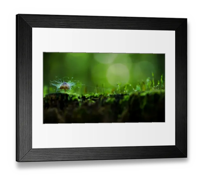 Framed Print : Fungi on fungus Framed Print : Fungi on fungus