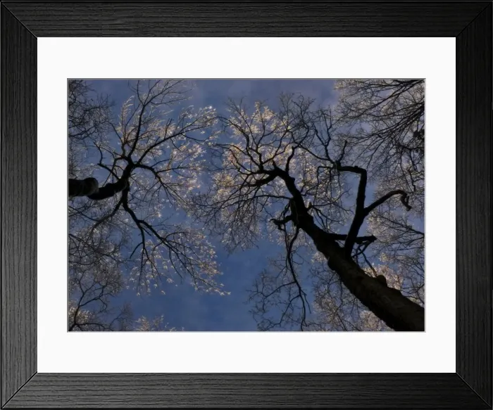 Framed Print : Frosted tips of maple tree Framed Print : Frosted tips of maple tree