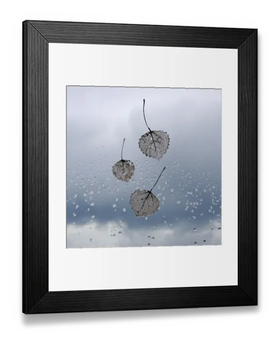 Framed Print : Sliver lace leaves falling Framed Print : Sliver lace leaves falling