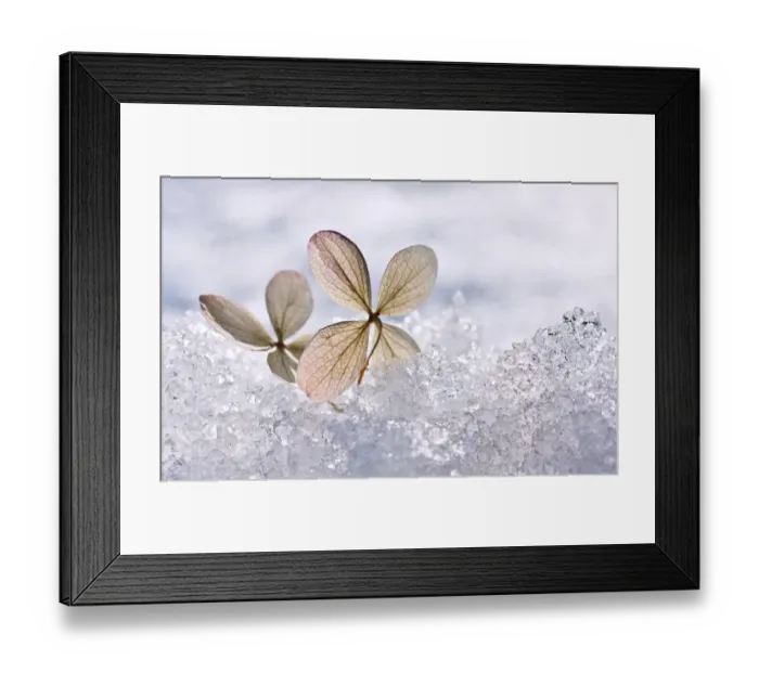 Framed Print : Frozen hydrangea Framed Print : Frozen hydrangea