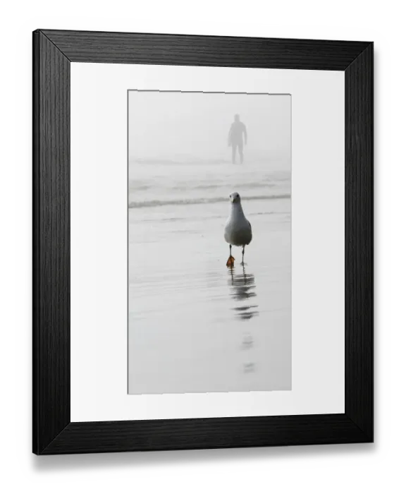 Framed Print : Gull and surfer Framed Print : Gull and surfer