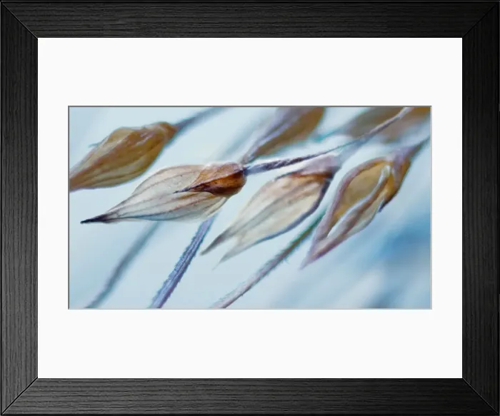 Framed Print : Dry grass seeds Framed Print : Dry grass seeds