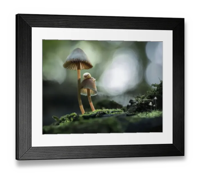 Framed Print : snails atop mushrooms Framed Print : snails atop mushrooms
