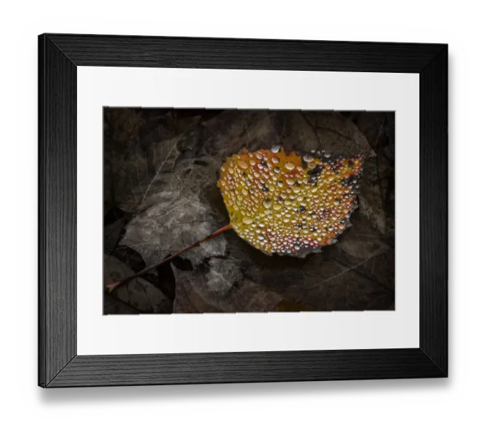 Framed Print : freshly fallen wet aspen leaf Framed Print : freshly fallen wet aspen leaf