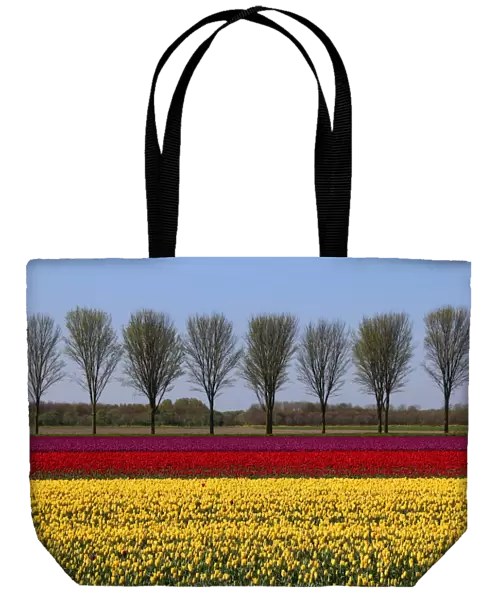 Dutch landscape in spring with tulips