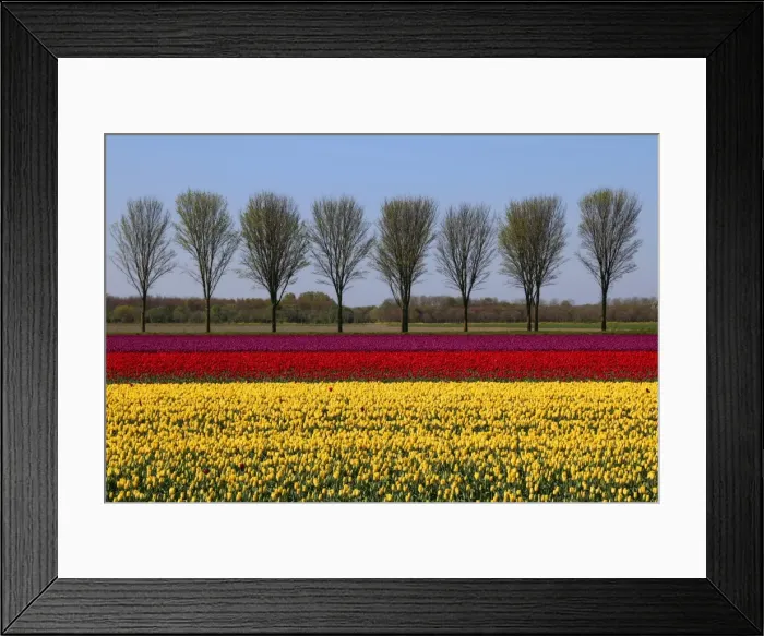 Framed Print : Dutch landscape in spring with tulips Framed Print : Dutch landscape in spring with tulips