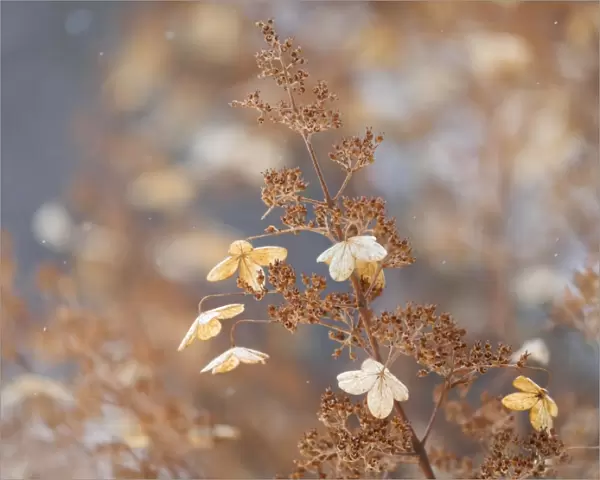 Hydrangea. Gold toned hydrangea plant with dry flowers, in winter