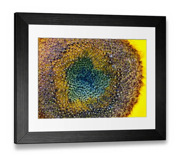 Framed Print : Sunflower Heart Framed Print : Sunflower Heart