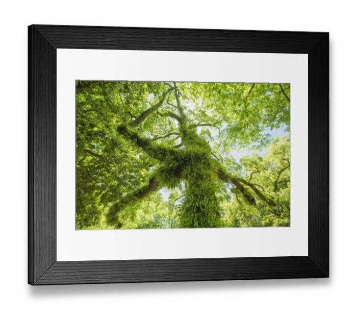 Framed Print : Moss and grass on the tree trunk and branches Framed Print : Moss and grass on the tree trunk and branches