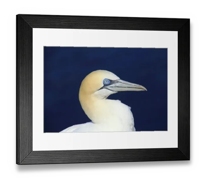 Framed Print : Portrait of a northern gannet on Helgoland, Germany Framed Print : Portrait of a northern gannet on Helgoland, Germany