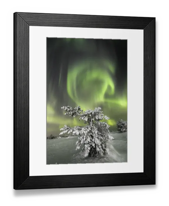 Framed Print : Aurora Borealis on the frozen tree Lapland Finland Framed Print : Aurora Borealis on the frozen tree Lapland Finland